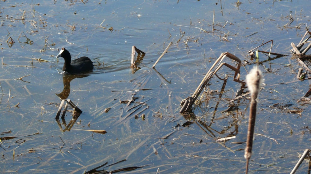 House for sale in La Como Lifestyle Estate - BOK1659760