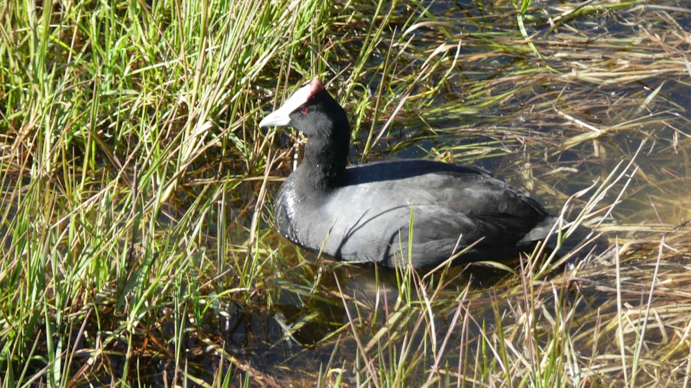 House for sale in La Como Lifestyle Estate - BOK1659760