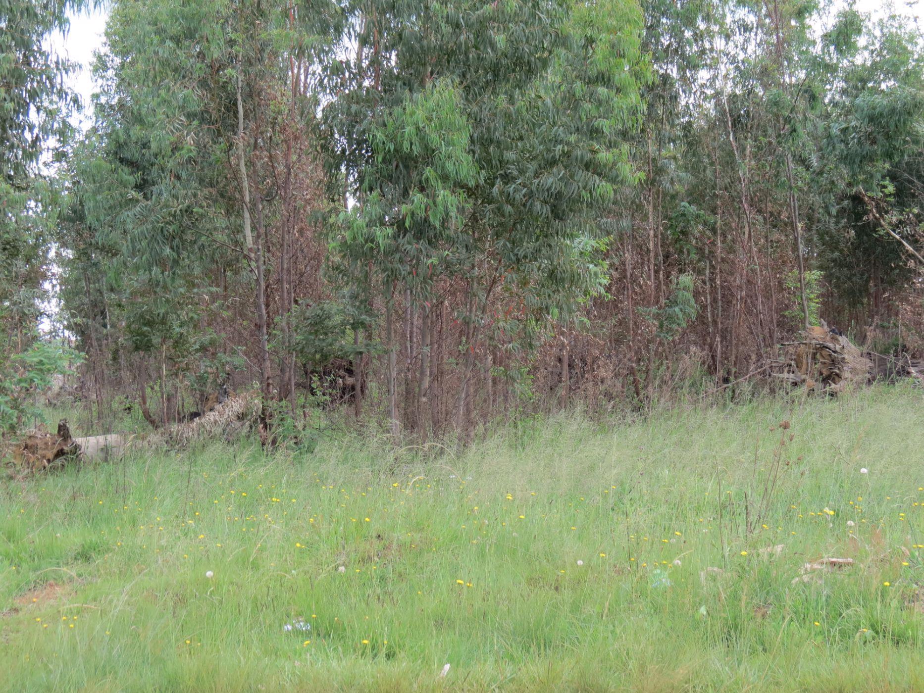 Vacant land for sale in Belfast - 1DS1492865