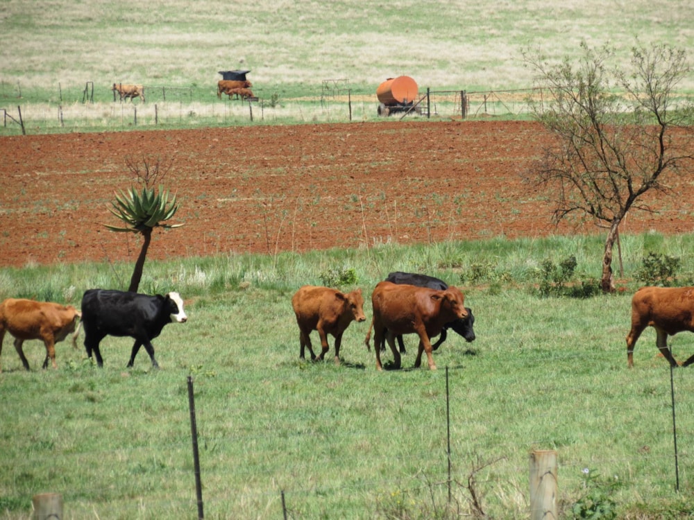 Mixed use farm for sale in Machadodorp Rural - 1DS1510252