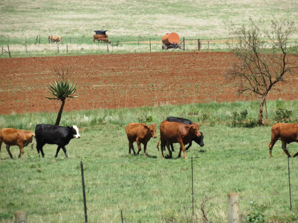 Mixed use farm for sale in Machadodorp Rural - 1DS1510252 Mixed use farm for sale in Machadodorp Rural - 1DS1510252