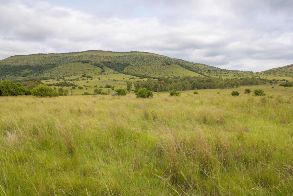 Mixed use farm sold in Broederstroom - 1HR1514263 Mixed use farm sold in Broederstroom - 1HR1514263