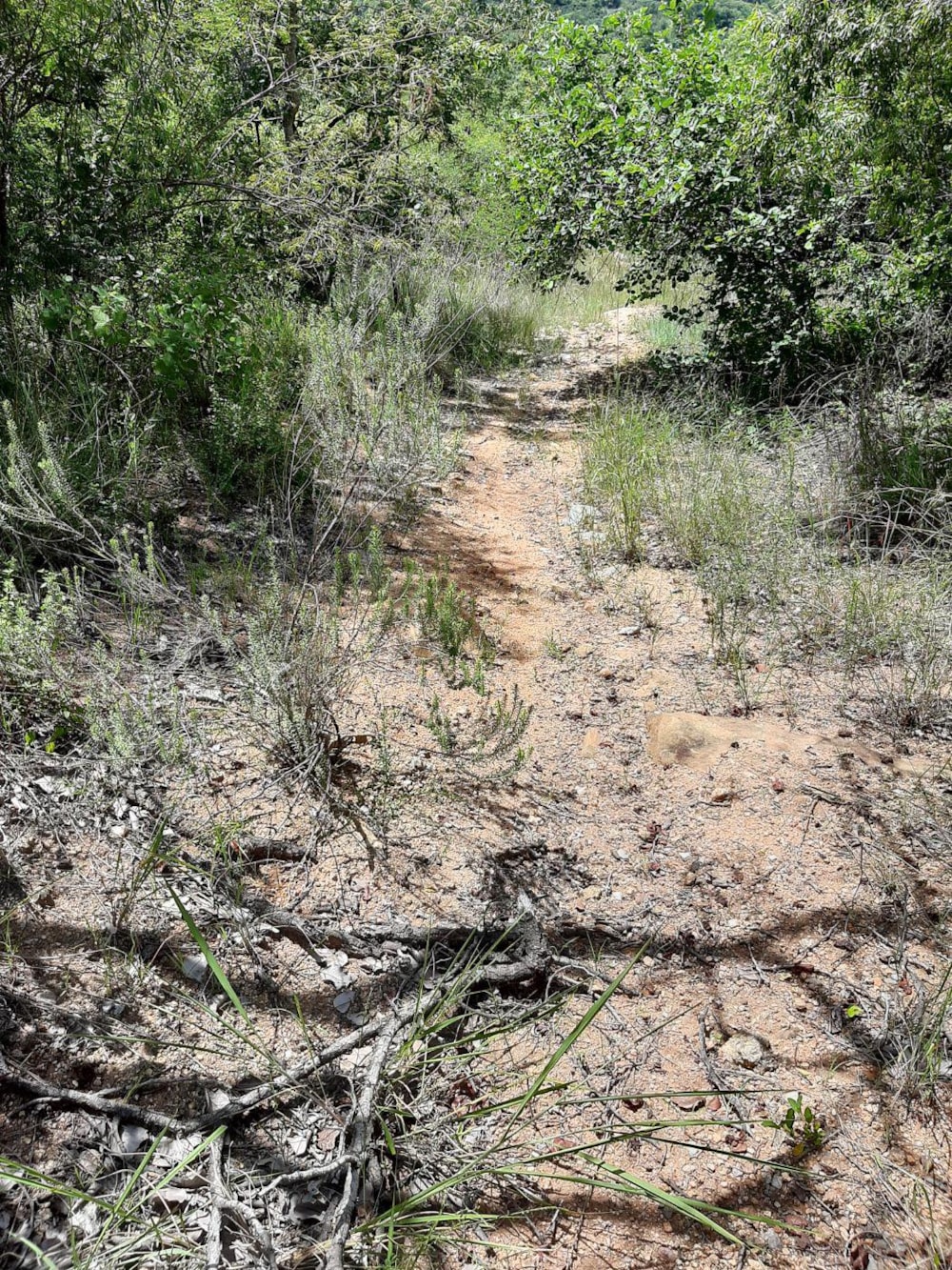 Smallholding for sale in Nelspruit (Mbombela) - 1NS1522564