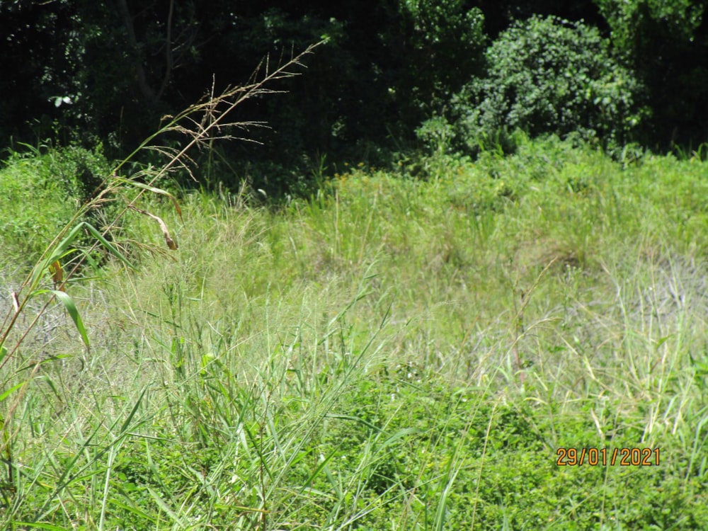 Vacant land for sale in Sezela - 1SI1516391