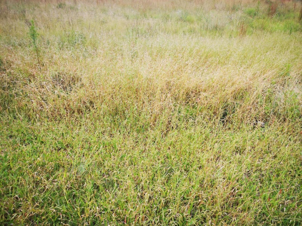 Vacant land for sale in Middelburg (Mpumalanga) - 1MD1520485