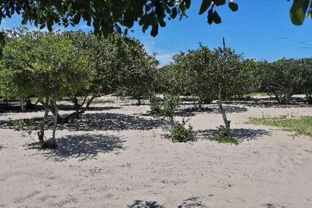 Vacant land for investment in Praia de Macaneta, Mozambique - 3MQ1523545 Vacant land for investment in Praia de Macaneta, Mozambique - 3MQ1523545