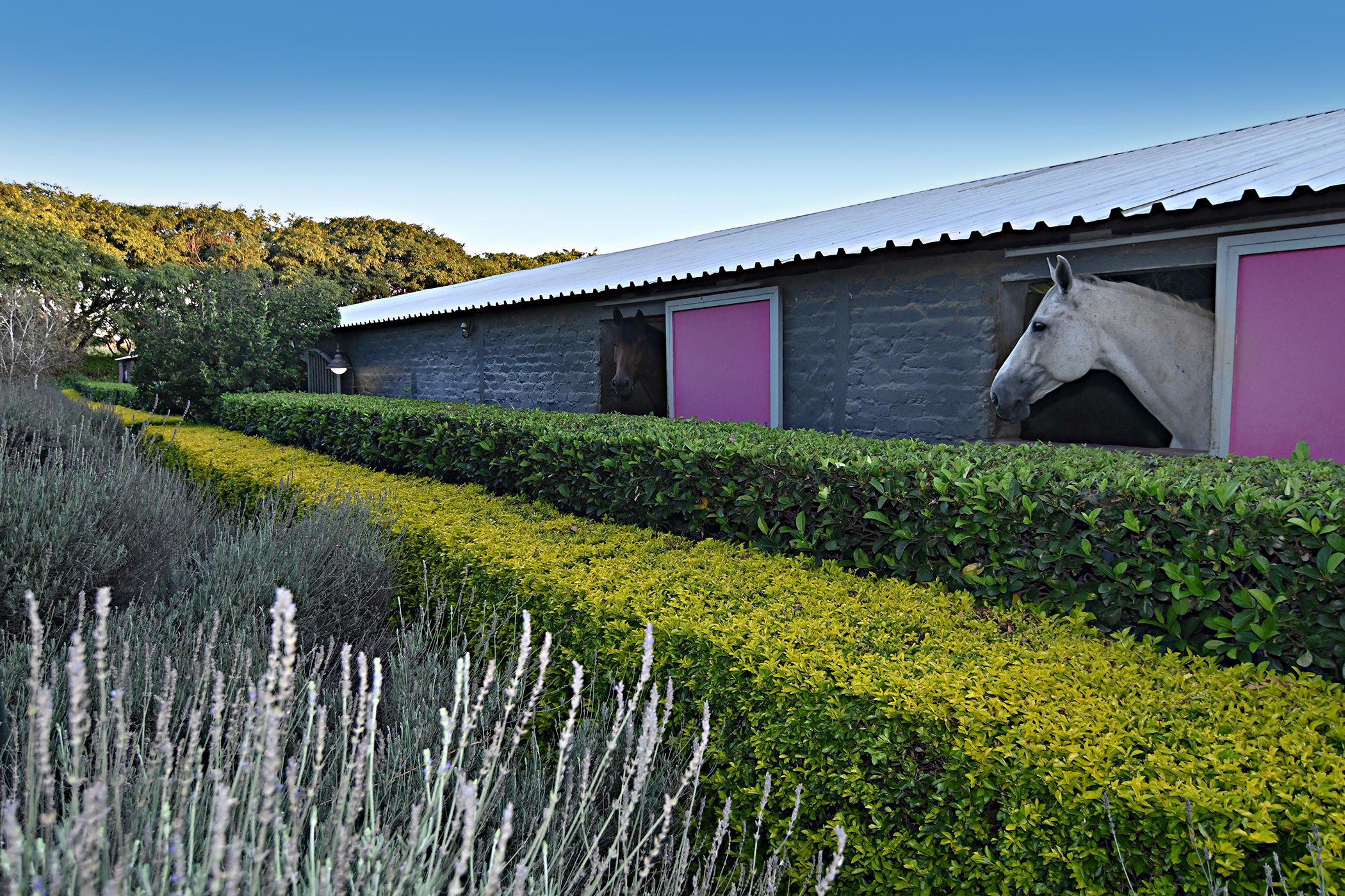 Equestrian farm for sale in Knopjeslaagte - MR1522880