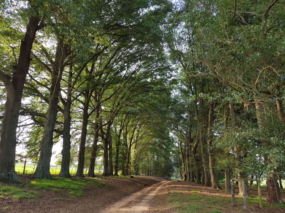 Mixed use farm for sale in Mooi River - 1PM1517227