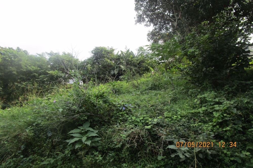 Residential vacant land for sale in Pennington - 1SI1249735