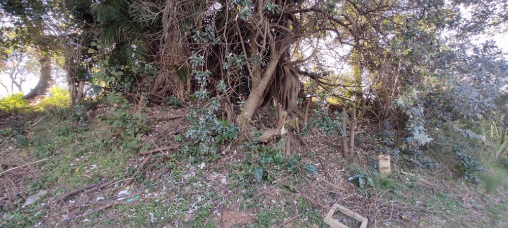 Residential vacant land for sale in Shelly Beach - 1PX1535508 Residential vacant land for sale in Shelly Beach - 1PX1535508