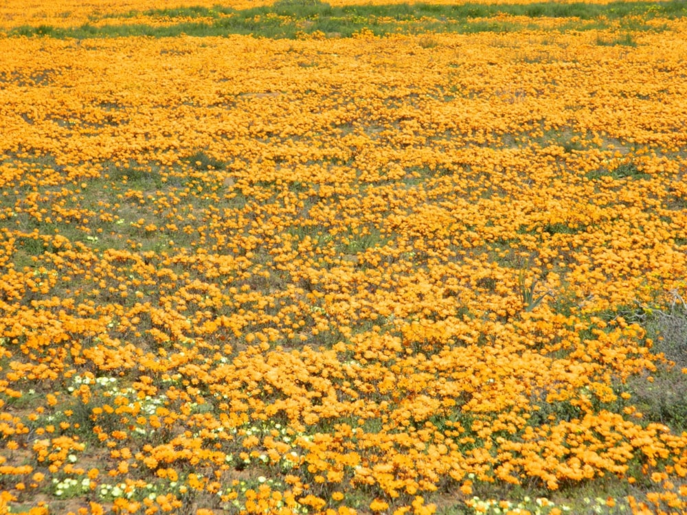 Vacant land for sale in Springbok - 1NA1537762 Vacant land for sale in Springbok - 1NA1537762