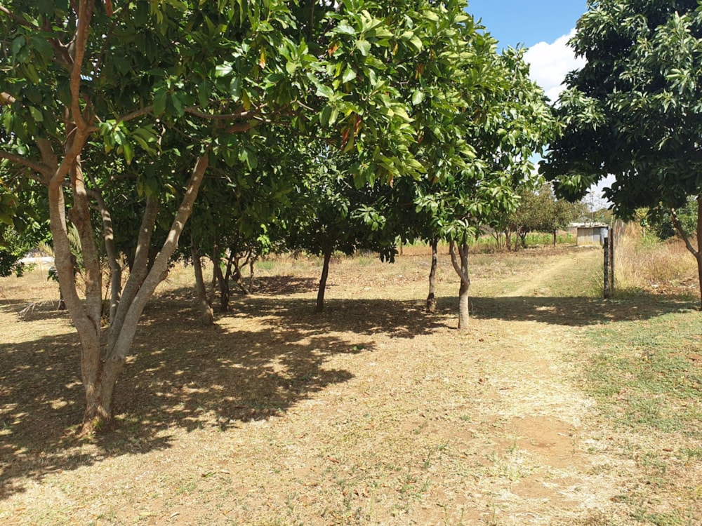 House for sale in Lilayi, Zambia - 3ZA1584575 House for sale in Lilayi, Zambia - 3ZA1584575