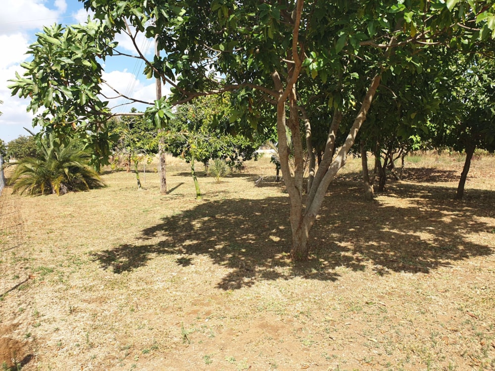 House for sale in Lilayi, Zambia - 3ZA1584575 House for sale in Lilayi, Zambia - 3ZA1584575