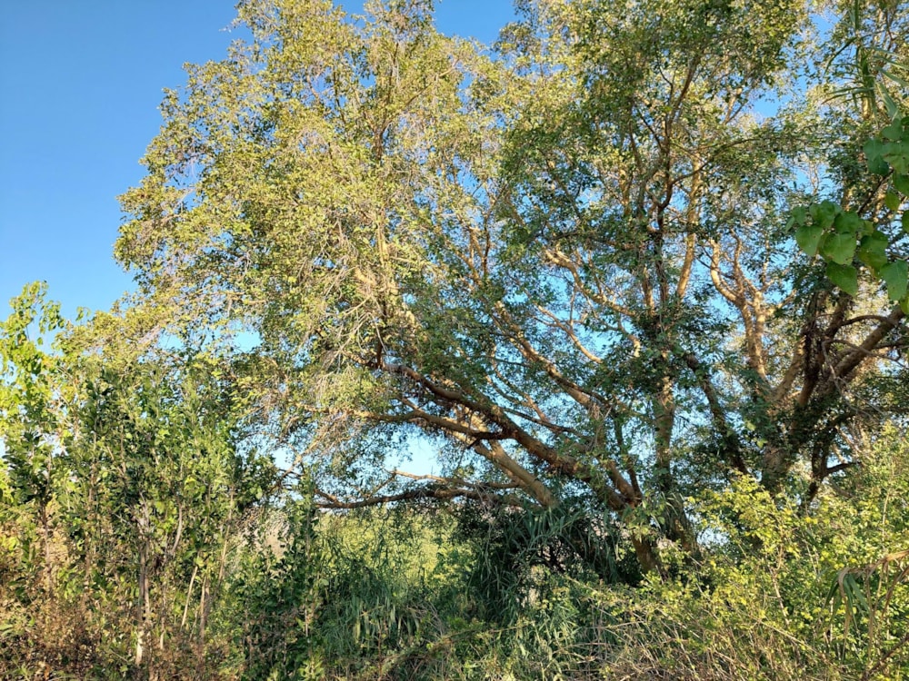 Vacant land for sale in Elephant Rock Eco Estate - 1HS1537688