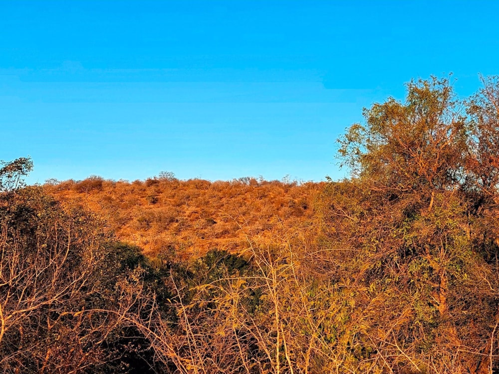 Vacant land sold in Elephant Rock Eco Estate - 1HS1718683 Vacant land sold in Elephant Rock Eco Estate - 1HS1718683