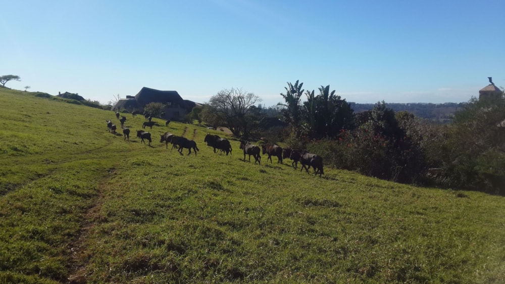 Vacant land for sale in Phezulu Estate - 1KF1537935 Vacant land for sale in Phezulu Estate - 1KF1537935