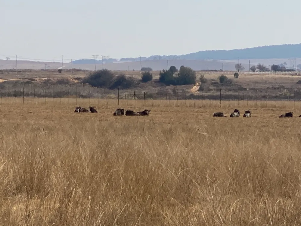 Vacant land for sale in Bronkhorstbaai - PRN1540671 Vacant land for sale in Bronkhorstbaai - PRN1540671