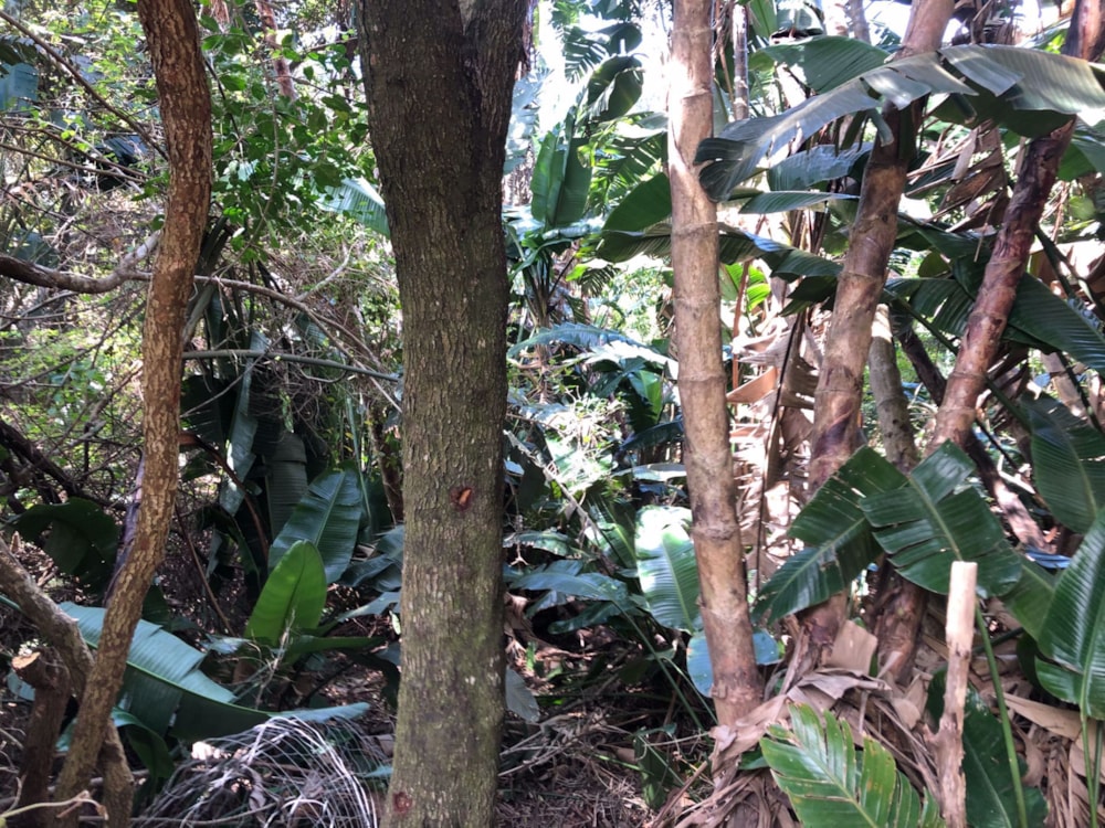 Residential vacant land for sale in Trafalgar - 1PD1545652