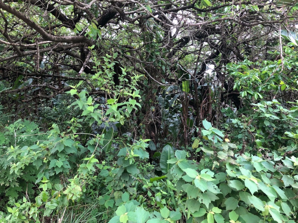 Residential vacant land for sale in Palm Beach - 1PD1410773 Residential vacant land for sale in Palm Beach - 1PD1410773