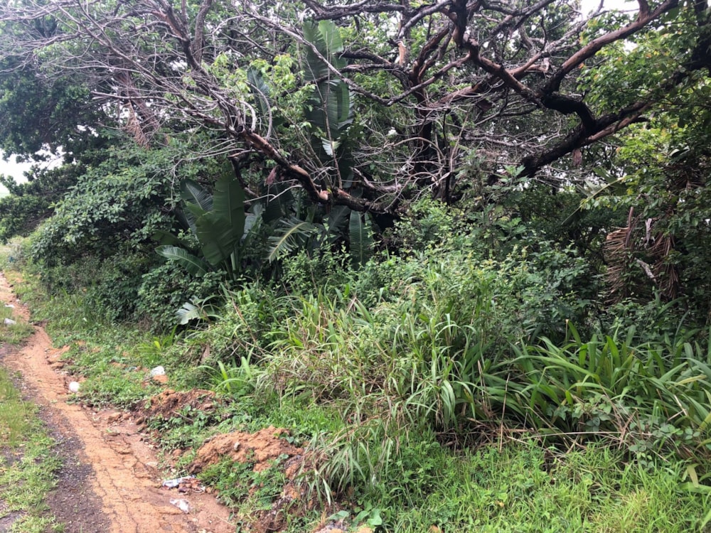 Residential vacant land for sale in Palm Beach - 1PD1410773 Residential vacant land for sale in Palm Beach - 1PD1410773