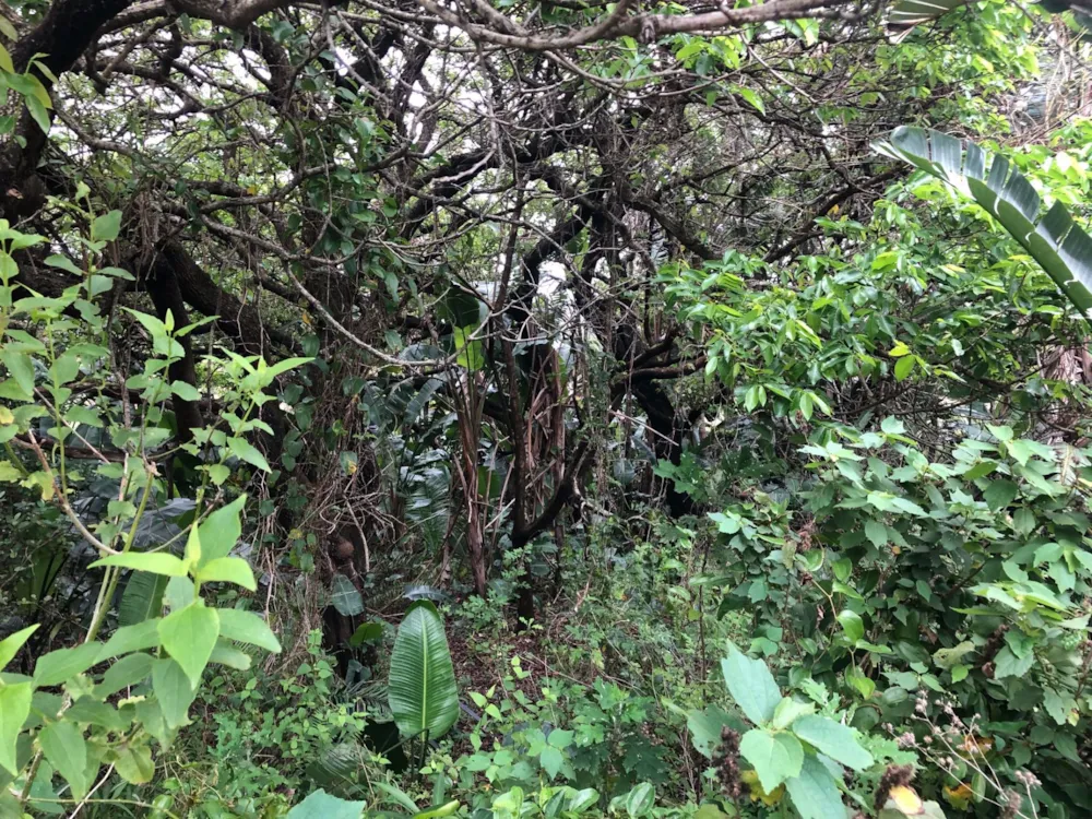 Residential vacant land for sale in Palm Beach - 1PD1410773 Residential vacant land for sale in Palm Beach - 1PD1410773