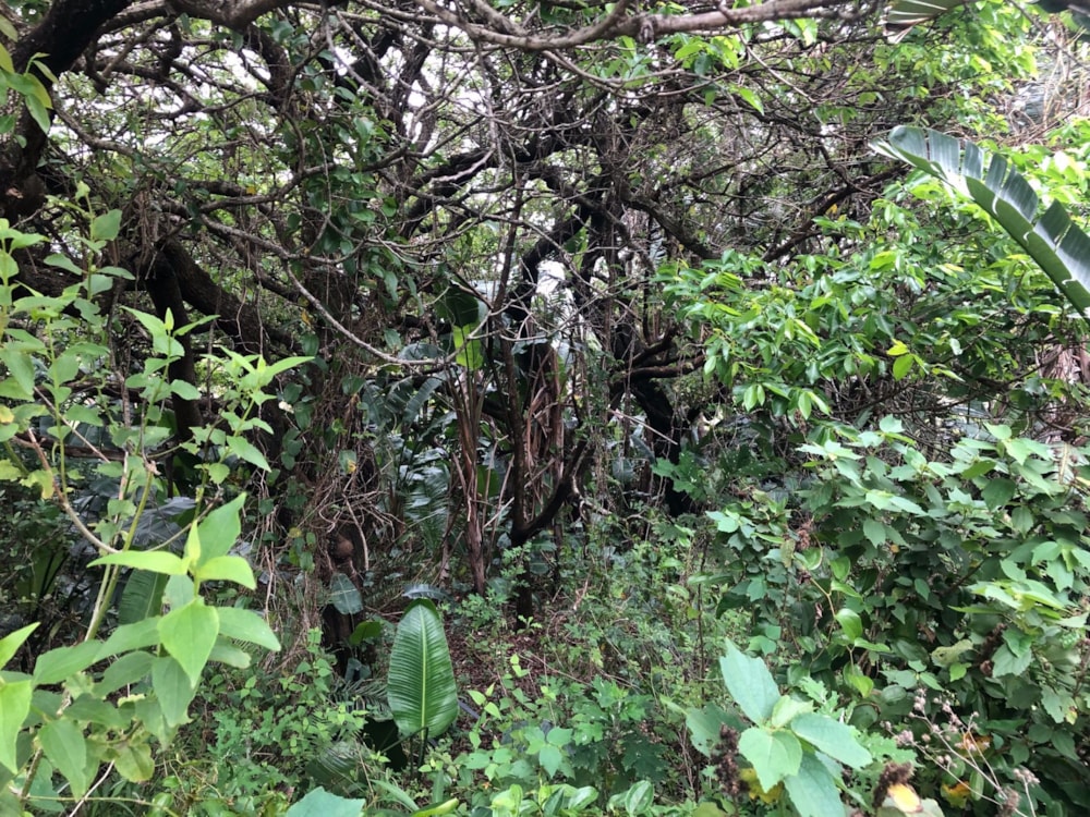 Residential vacant land for sale in Palm Beach - 1PD1410773 Residential vacant land for sale in Palm Beach - 1PD1410773