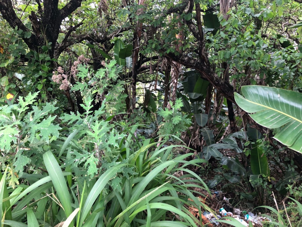 Residential vacant land for sale in Palm Beach - 1PD1410773 Residential vacant land for sale in Palm Beach - 1PD1410773