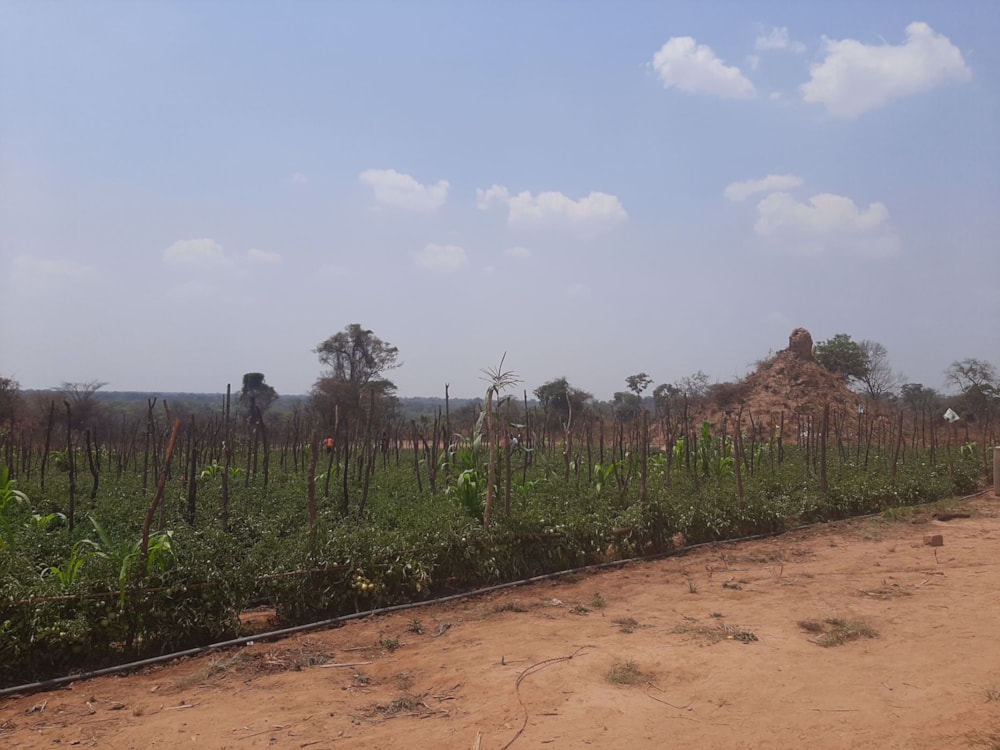 Smallholding for sale in Central Province, Zambia - 3ZA1547520