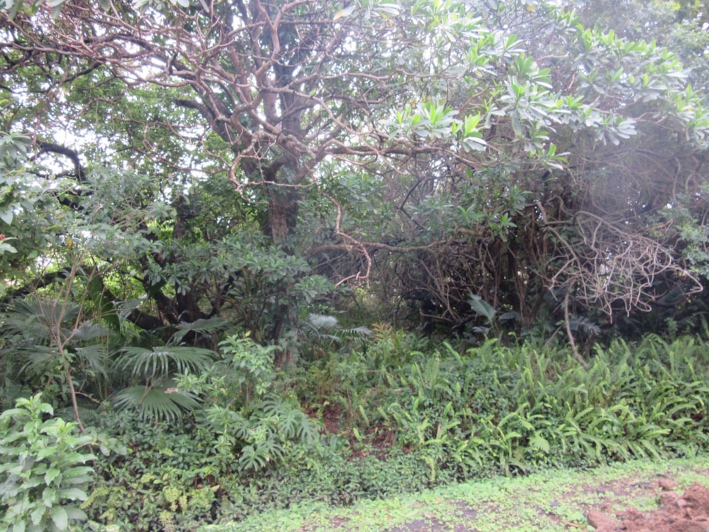 Residential vacant land for sale in Port Edward - 1PD1549872 Residential vacant land for sale in Port Edward - 1PD1549872