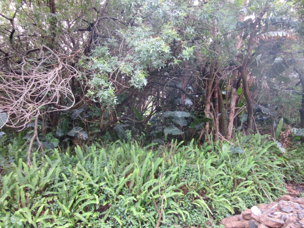 Residential vacant land for sale in Port Edward - 1PD1549872 Residential vacant land for sale in Port Edward - 1PD1549872