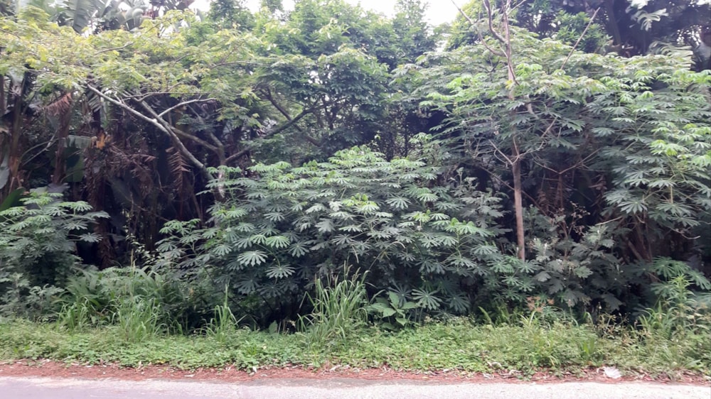 Vacant land for sale in Margate - 1PX1617882