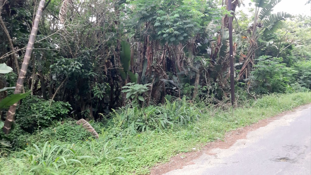 Vacant land for sale in Margate - 1PX1617882