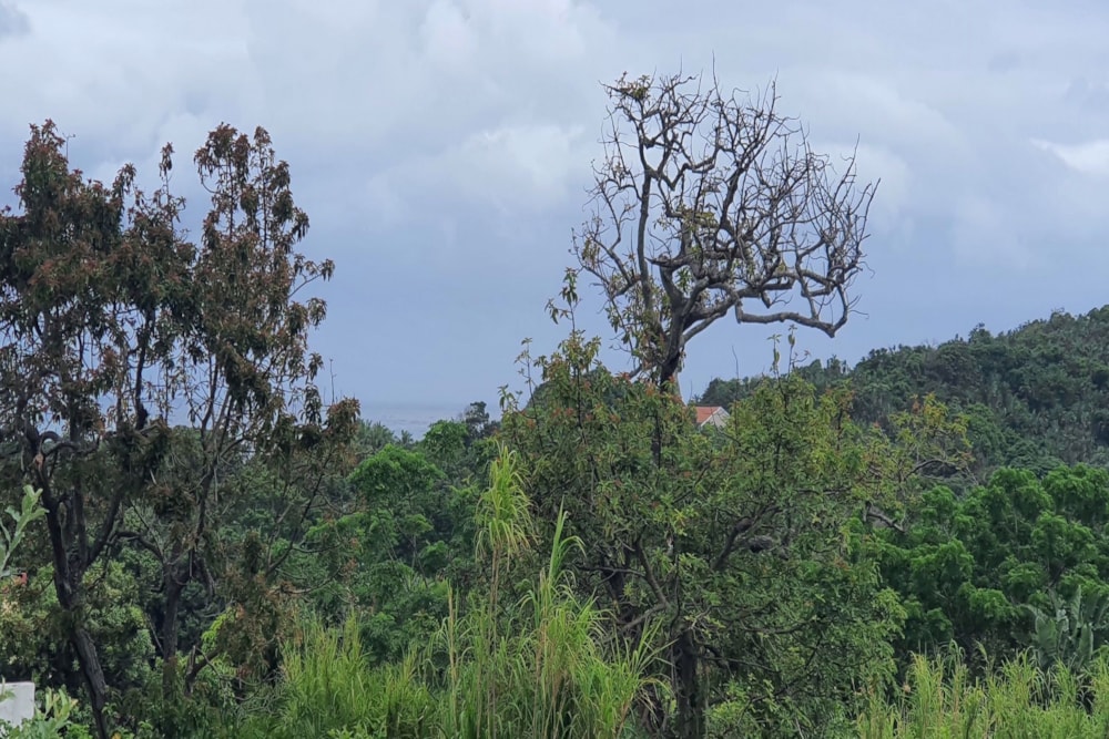 Residential vacant land for sale in Palm Beach - 1PD1553013 Residential vacant land for sale in Palm Beach - 1PD1553013