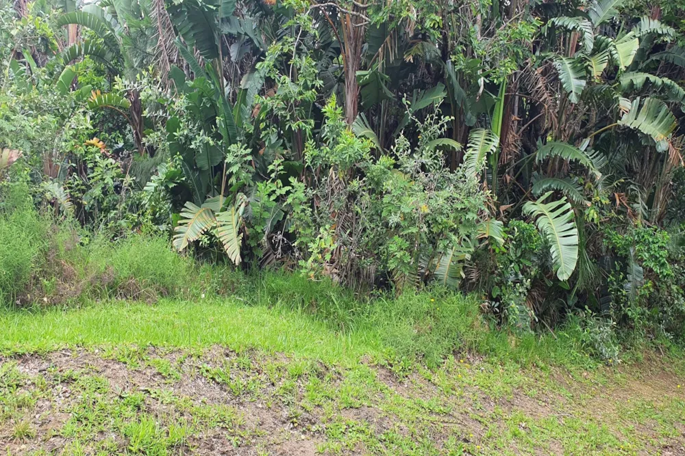 Residential vacant land for sale in Palm Beach - 1PD1553050 Residential vacant land for sale in Palm Beach - 1PD1553050
