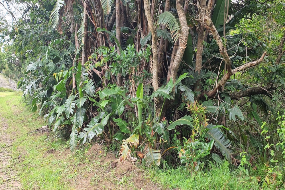 Residential vacant land for sale in Palm Beach - 1PD1553050 Residential vacant land for sale in Palm Beach - 1PD1553050