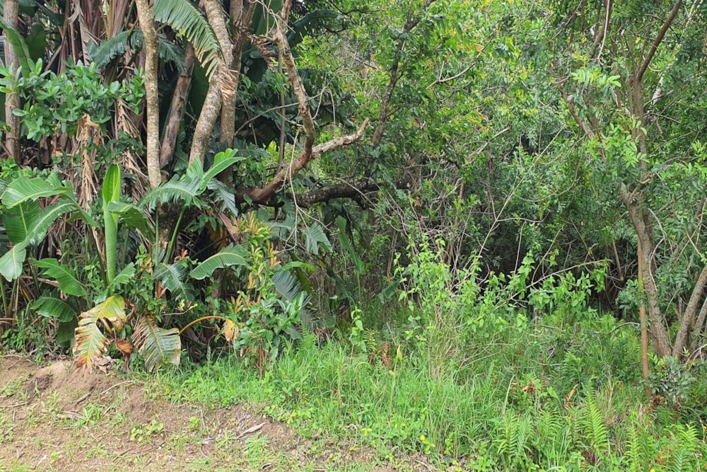 Residential vacant land for sale in Palm Beach - 1PD1553050 Residential vacant land for sale in Palm Beach - 1PD1553050