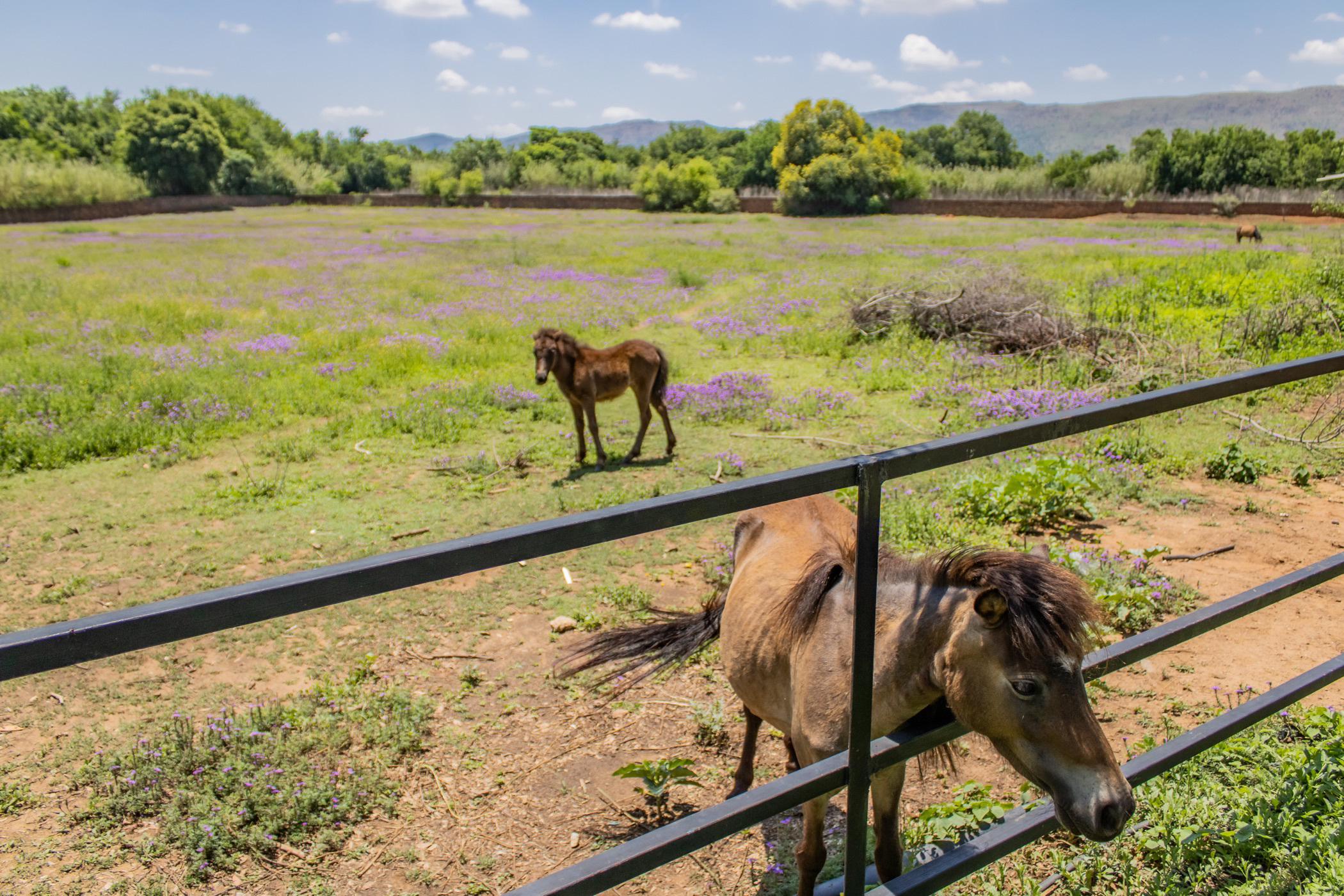 Mixed use farm for sale in Skeerpoort - 1HR1553866