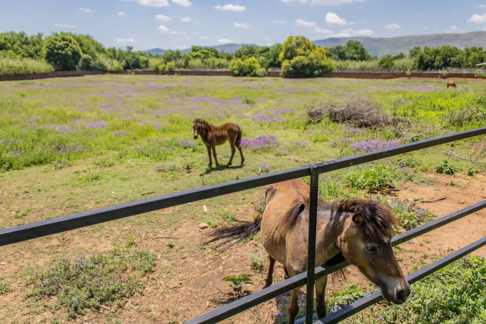 Mixed use farm for sale in Skeerpoort - 1HR1553866