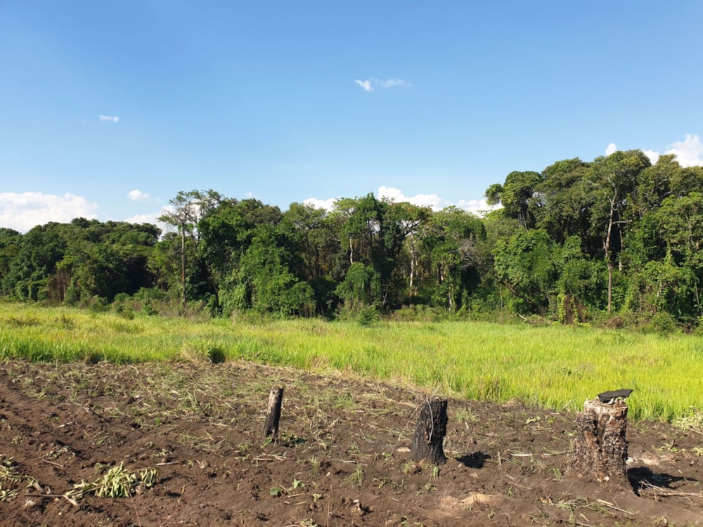 Farm vacant land for sale in Solwezi, Zambia - 3ZA1555274 Farm vacant land for sale in Solwezi, Zambia - 3ZA1555274