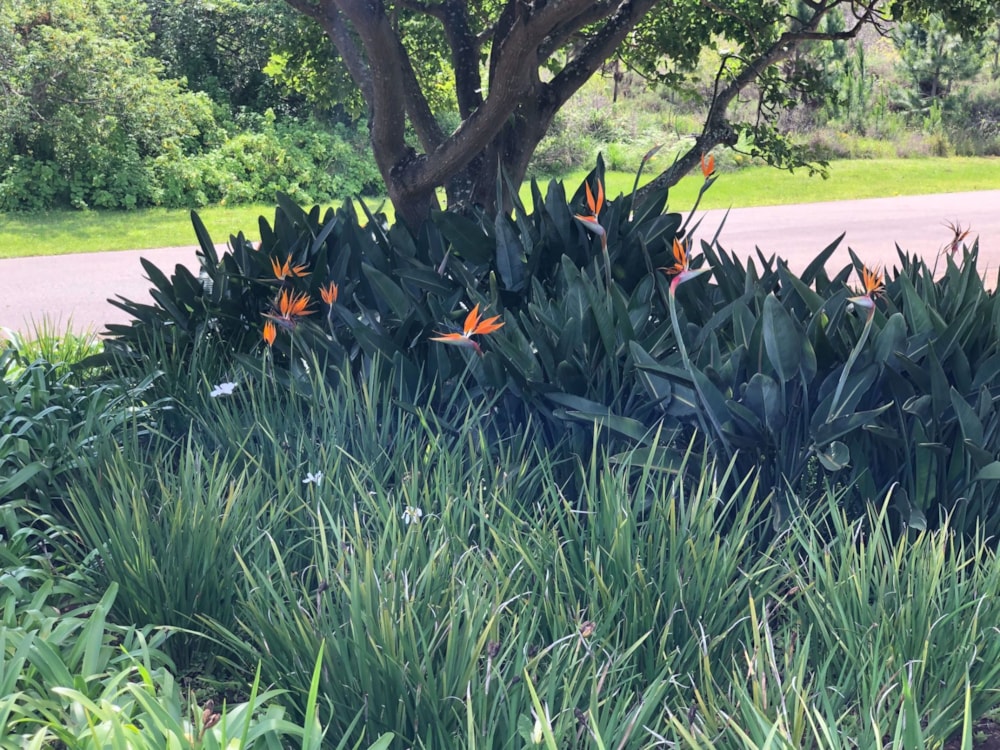 Residential vacant land for sale in Leisure Bay - 1PD1036231 Residential vacant land for sale in Leisure Bay - 1PD1036231