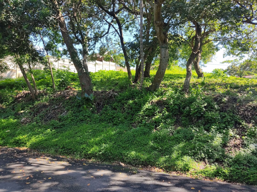 Residential vacant land sold in Shelly Beach - 1PX1544496 Residential vacant land sold in Shelly Beach - 1PX1544496