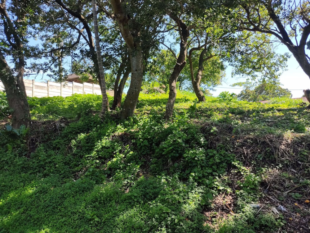 Residential vacant land sold in Shelly Beach - 1PX1544496 Residential vacant land sold in Shelly Beach - 1PX1544496