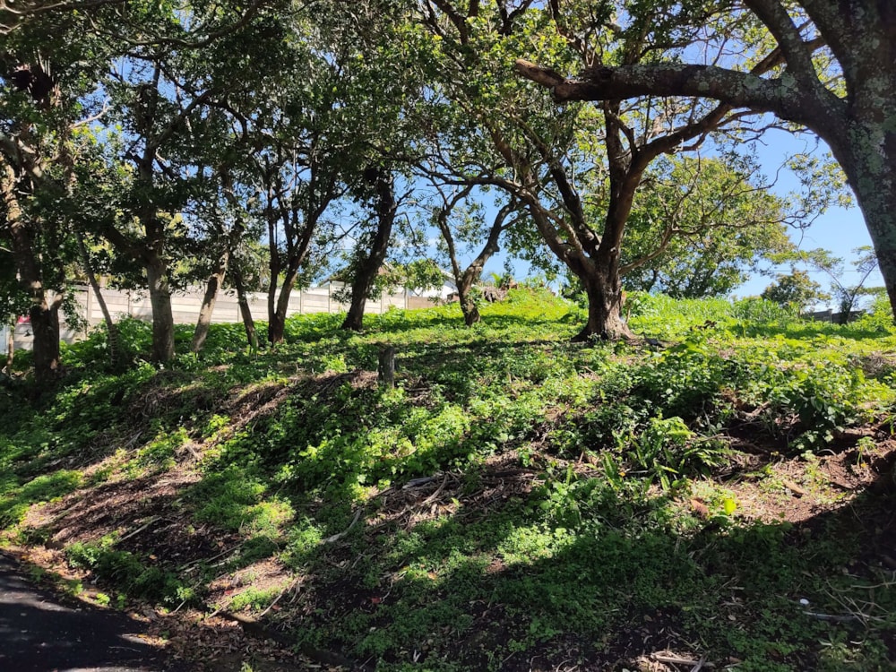 Residential vacant land sold in Shelly Beach - 1PX1544496 Residential vacant land sold in Shelly Beach - 1PX1544496