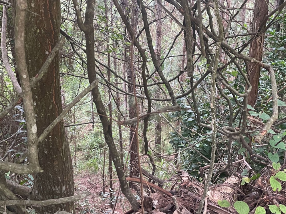 Residential vacant land for sale in Ramsgate - 1PD1557425 Residential vacant land for sale in Ramsgate - 1PD1557425