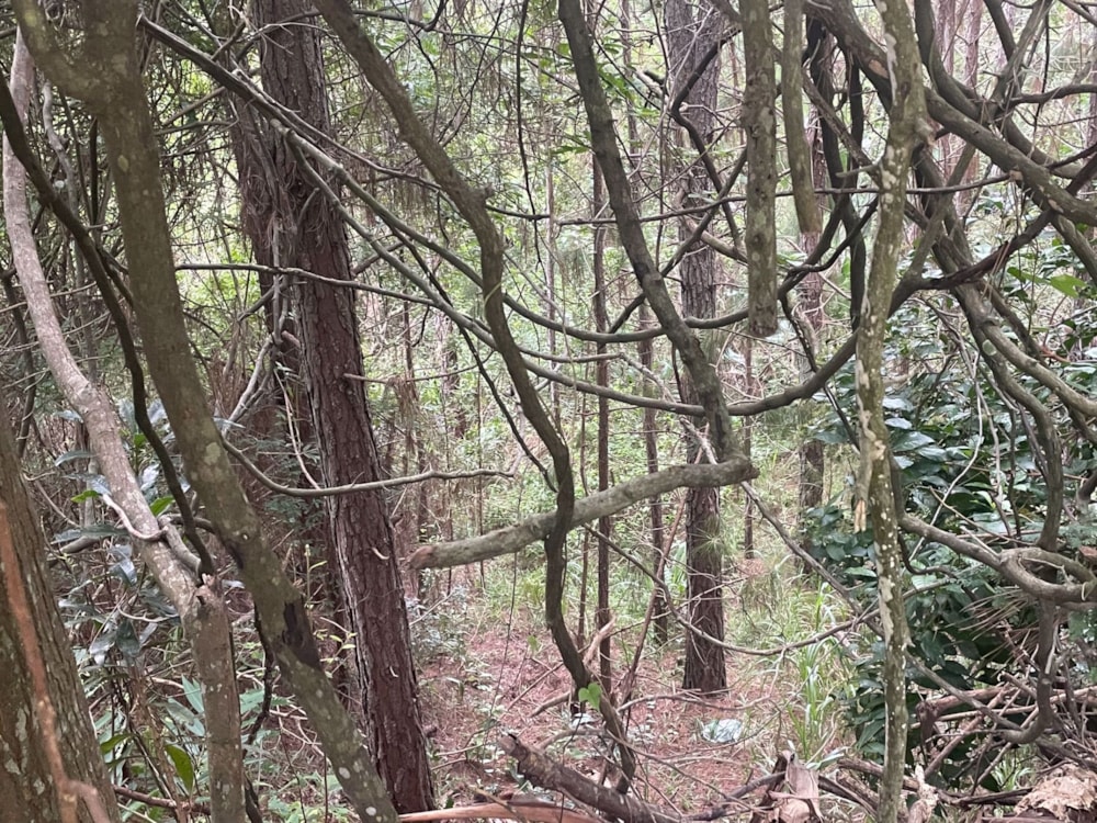 Residential vacant land for sale in Ramsgate - 1PD1557425 Residential vacant land for sale in Ramsgate - 1PD1557425