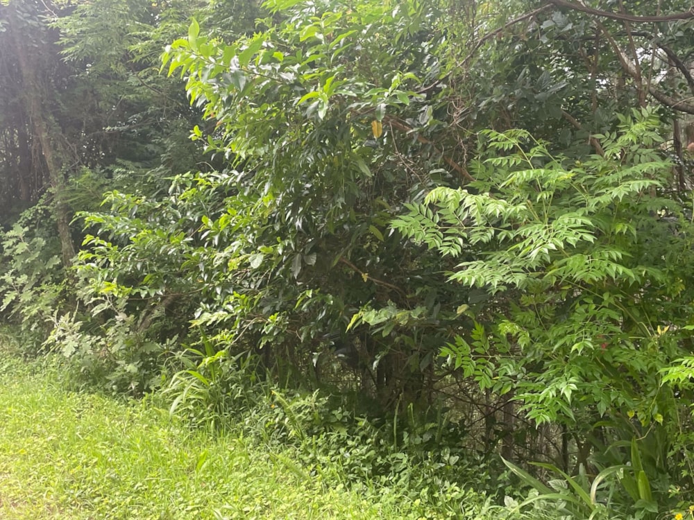 Residential vacant land for sale in Ramsgate - 1PD1557425