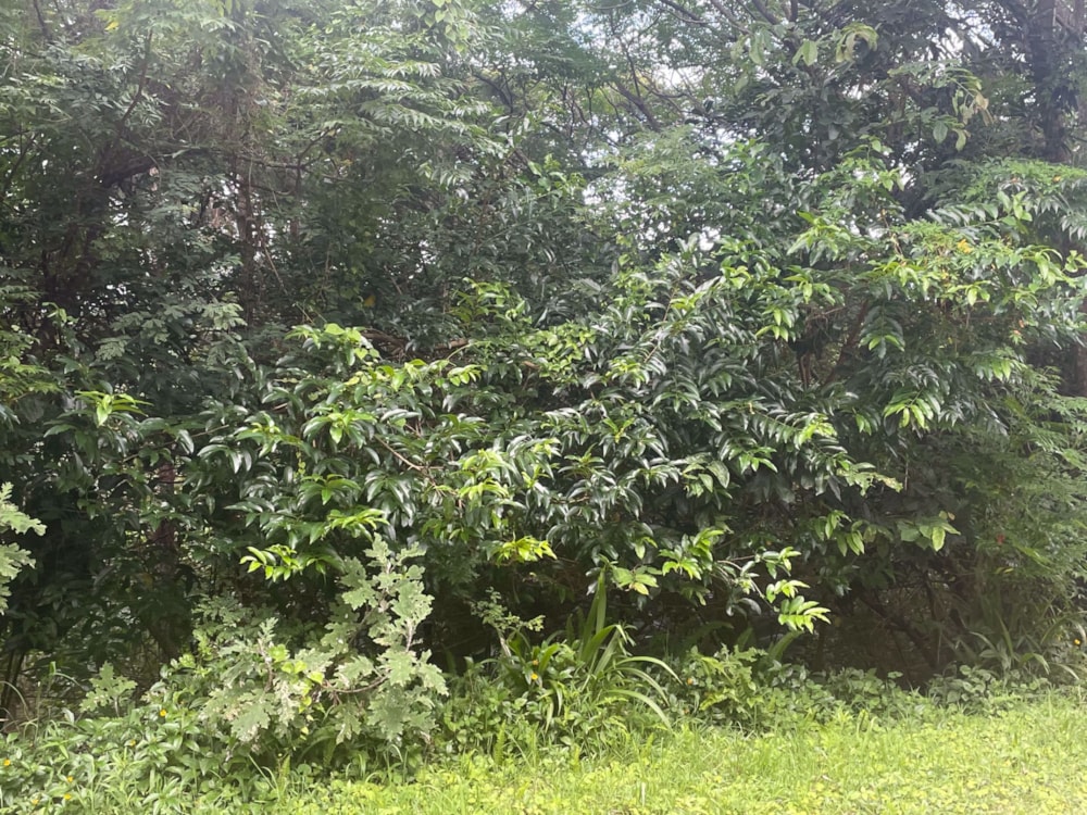 Residential vacant land for sale in Ramsgate - 1PD1557425