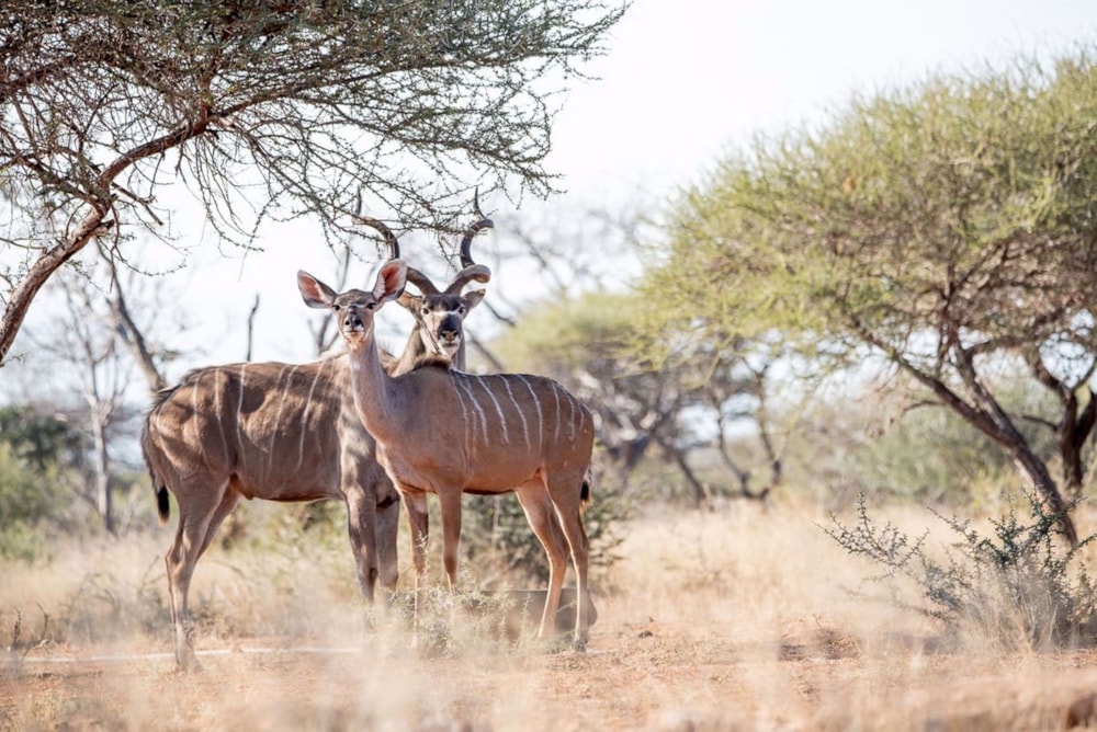 Game farm for sale in Makhado (Louis Trichardt) - 1TA1559540 Game farm for sale in Makhado (Louis Trichardt) - 1TA1559540