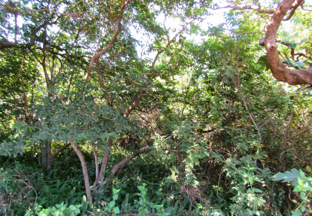 Residential vacant land for sale in Banners Rest - 1PD1558764 Residential vacant land for sale in Banners Rest - 1PD1558764