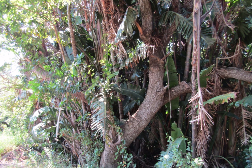 Residential vacant land for sale in Banners Rest - 1PD1558764